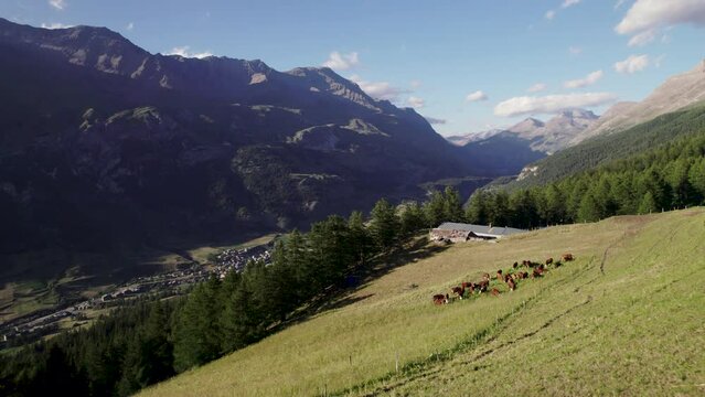 Vue a&eacute;rienne de Lanslevillard avec des vaches dans une prairie au premier plan