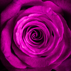 close up photo of pink colored rose flower