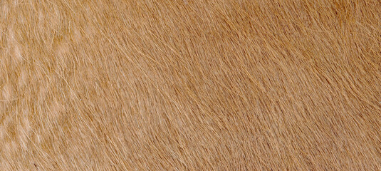 close up photo of drown fur texture background	
