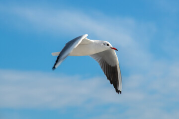 Fototapeta na wymiar Seagull flying high on the wind. flying gull. Seagull flying on beautiful blue sky and cloud. 