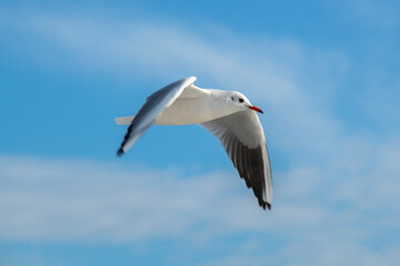 Seagull flying high on the wind. flying gull. Seagull flying on beautiful blue sky and cloud.
