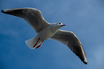 Seagull flying high on the wind. flying gull. Seagull flying on beautiful blue sky and cloud.
