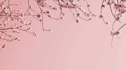 Hintergrund japanische Kirschblüten in rosa und pink	