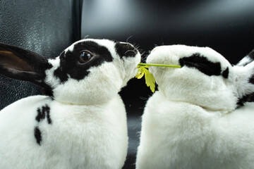 Cute bunnies with black background