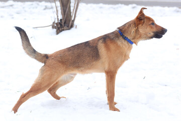 fawn shepherd dog full body photo on snow background
