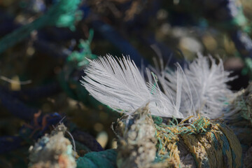 White feather trapped in fishing rope