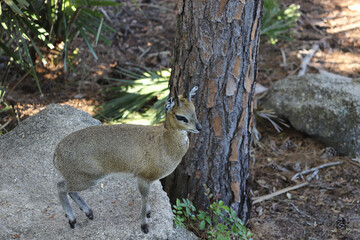 Klipspringer in Brevard Zoo Florida