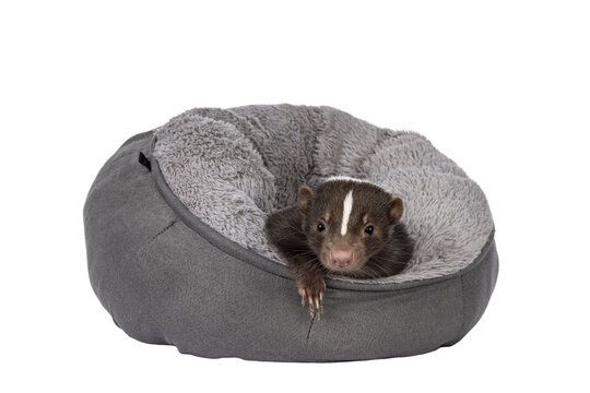 Cute Young Brown Striped Skunk Aka Mephitis Mephitis, Hanging Over Edge Of Soft Grey Basket. Looking Towards Camera. Isolated Cutout On A Transparent Background.