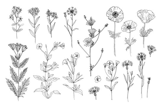 Wild flowers and meadow grasses. Summer field flowers. Botanical illustration. Black line