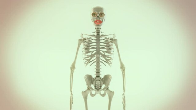 Skeletons Talking Images – Browse 3,167 Stock Photos, Vectors, and Video | Adobe Stock Skeletons Talking Images – Browse 3,167 Stock Photos, Vectors, and Video | Adobe Stock