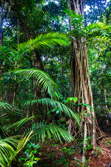 panorama of the famous tropical jungle in daintree rainforest national park in queensland, australia, unique dense vegetation in the ancient rainforest