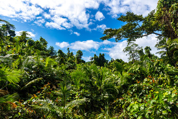 panorama of the famous tropical jungle in daintree rainforest national park in queensland, australia, unique dense vegetation in the ancient rainforest