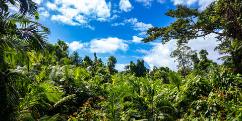 panorama of the famous tropical jungle in daintree rainforest national park in queensland,...