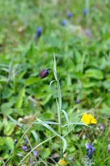 Alpine checkered lily flower 