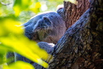 sweet wild koala sleeping on eucalyptus tree on magnetic island in queensland, famous island full of koalas on forts walk trail