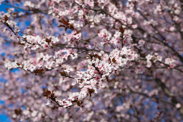 Close up pink blossoming tree In spring season with blue sky