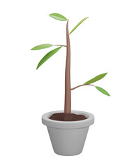 3D plant with leaves in pot isolated on transparent background PNG file format.