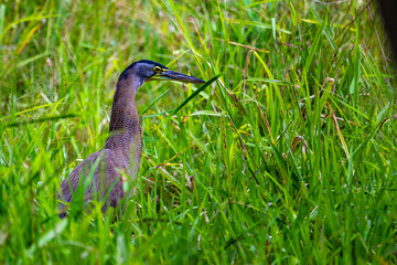 Beautiful large bare-throated tiger heron camouflaging itself in the tall grass while hunting. The bird spotted in Cabo Blanco, Costa Rica