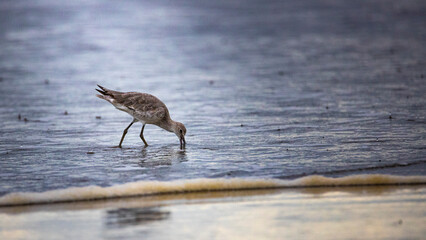 little wader bird searching for food on the beach in costa rica; tropical water bird (shorebird)
