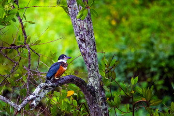 Beautiful, colorful bird - ringed kingfisher looking for fish up close spotted in Manuel Antonio beach in Costa Rica