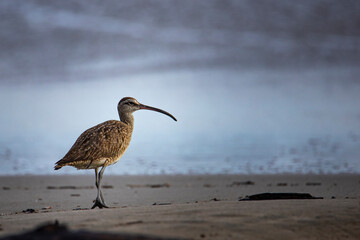  long-billed curlew (Numenius americanus) searching for food on the costa rican beach