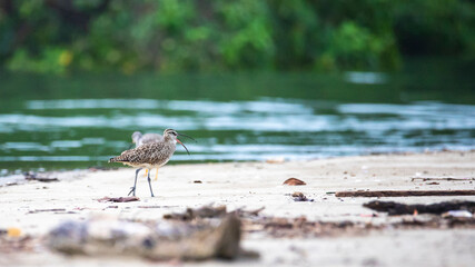  long-billed curlew (Numenius americanus) searching for food on the costa rican beach