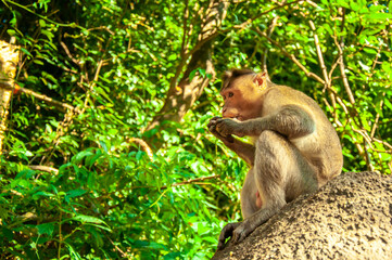 Monkeys in nature in the jungle of Thailand. A flock of monkeys in the trees. Wildlife scene with wild animals.