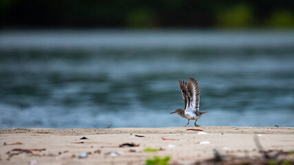 little wader bird searching for food on the beach in costa rica; tropical water bird (shorebird)