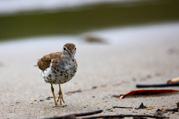 little wader bird searching for food on the beach in costa rica; tropical water bird (shorebird)