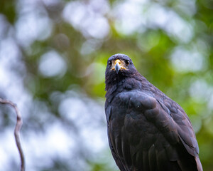 portrait of a beautiful magnificent Common black hawk sitting on branch in mangrove forest in Costa Rica.