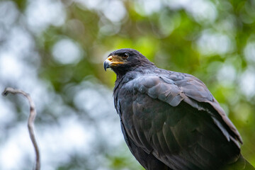 portrait of a beautiful magnificent Common black hawk sitting on branch in mangrove forest in Costa Rica.