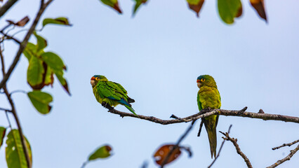 cute pair of small green parrots sitting together in a tree in a rainforest in Costa Rica