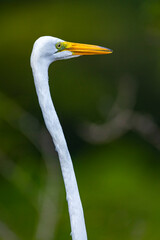 portrait of great egret hunting in the palo verde national park in costa rica