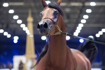 portrait of moveing bay purebred arabian horse. close up