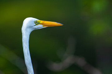 portrait of great egret hunting in the palo verde national park in costa rica