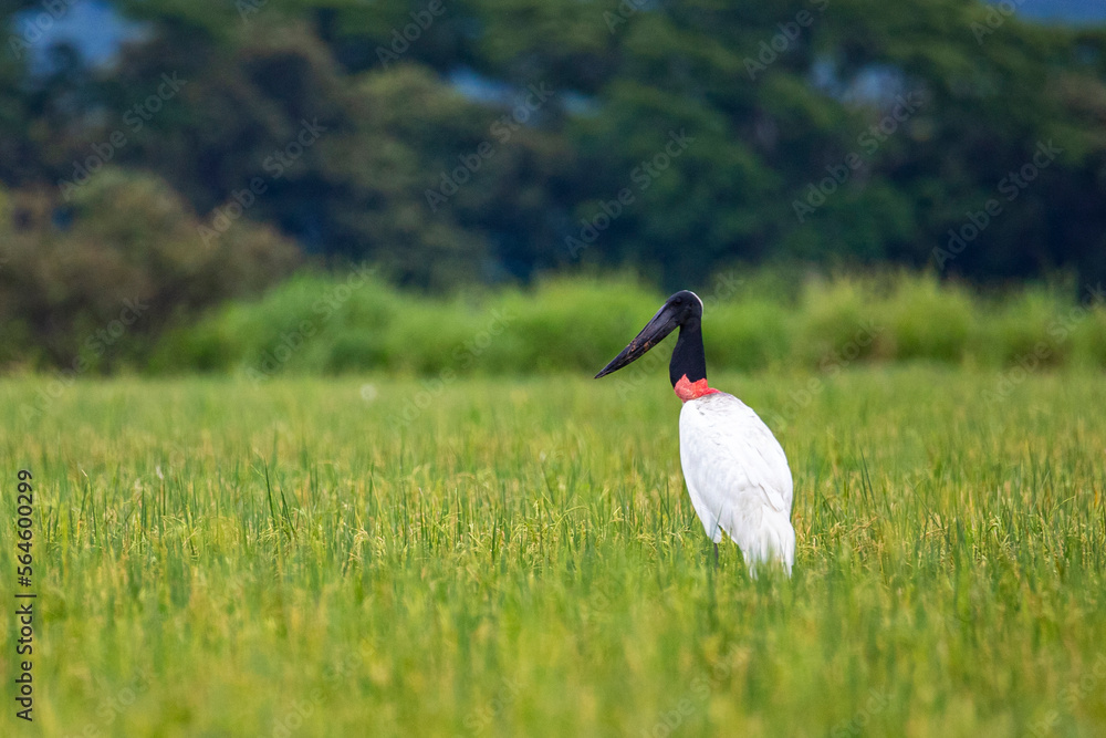 Wall mural large scary bird - jabiru (jabiru mycteria) on the field in palo verde national park in costa rica