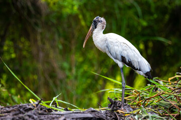 portrait of large scary bird - wood stork (mycteria americana) hunting in the wetlands of palo verde national park in costa rica