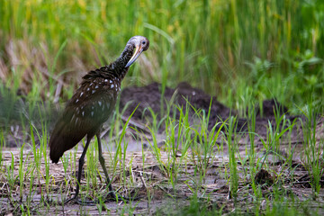wild limpkin (Aramus guarauna) searching for food in palo verde national park in costa rica
