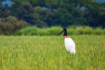 large scary bird - jabiru (jabiru mycteria) on the field in palo verde national park in costa rica