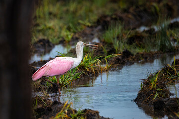 unique roseate spoonbill (Platalea ajaja) hunting in the wetlands of palo verde national park in costa rica