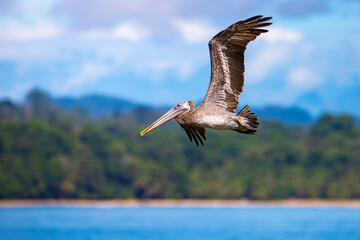 Brown pelican flying above paradise beach in cahuita, costa rica; large bird in flight over...