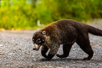 portrait of a cute white-nosed coati walking down a road sniffing for food; a wild mammal in the...