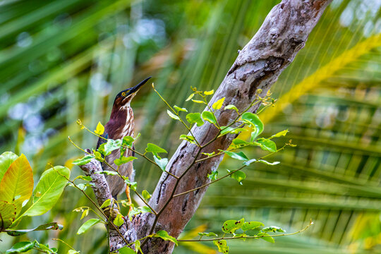 green heron sitting on a branch in cahuita national park, costa rica; wild birds of costa rica