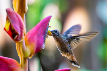 close-up on a colorful hummingbird eating nectar from a flower in the rainforest in Costa Rica