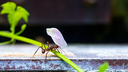 unique macro photo of leafcutter ant carrying petal of pink flower, amazing wildlife of costa rica