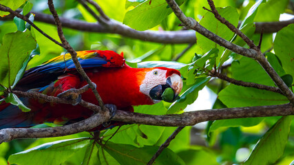 colorful wild scarlet macaw feeding on the almond tree in costa rica  wild large parrot in tropical rainforest © Lens Down Under