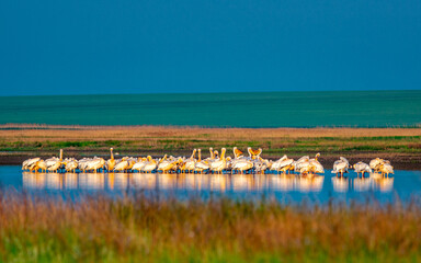 Gathering of white pelicans at sunrise