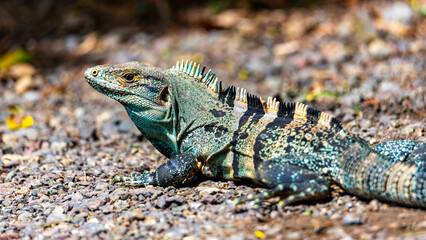 unique portrait of colorful black iguana, large lizard living in costa rica rainforest; wildlife of tropical costa rica