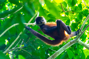 spider monkey sitting on the tree in costa rican rainforest