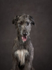 Portrait of an Irish wolfhound. Dog on a brown canvas background in the studio. beautiful pet